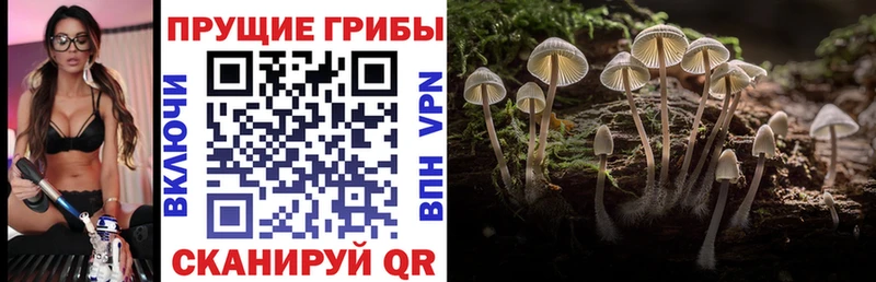 Псилоцибиновые грибы MAGIC MUSHROOMS  Купить где  Бакал 